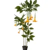 Kunstig Daturatræ orange 160 cm